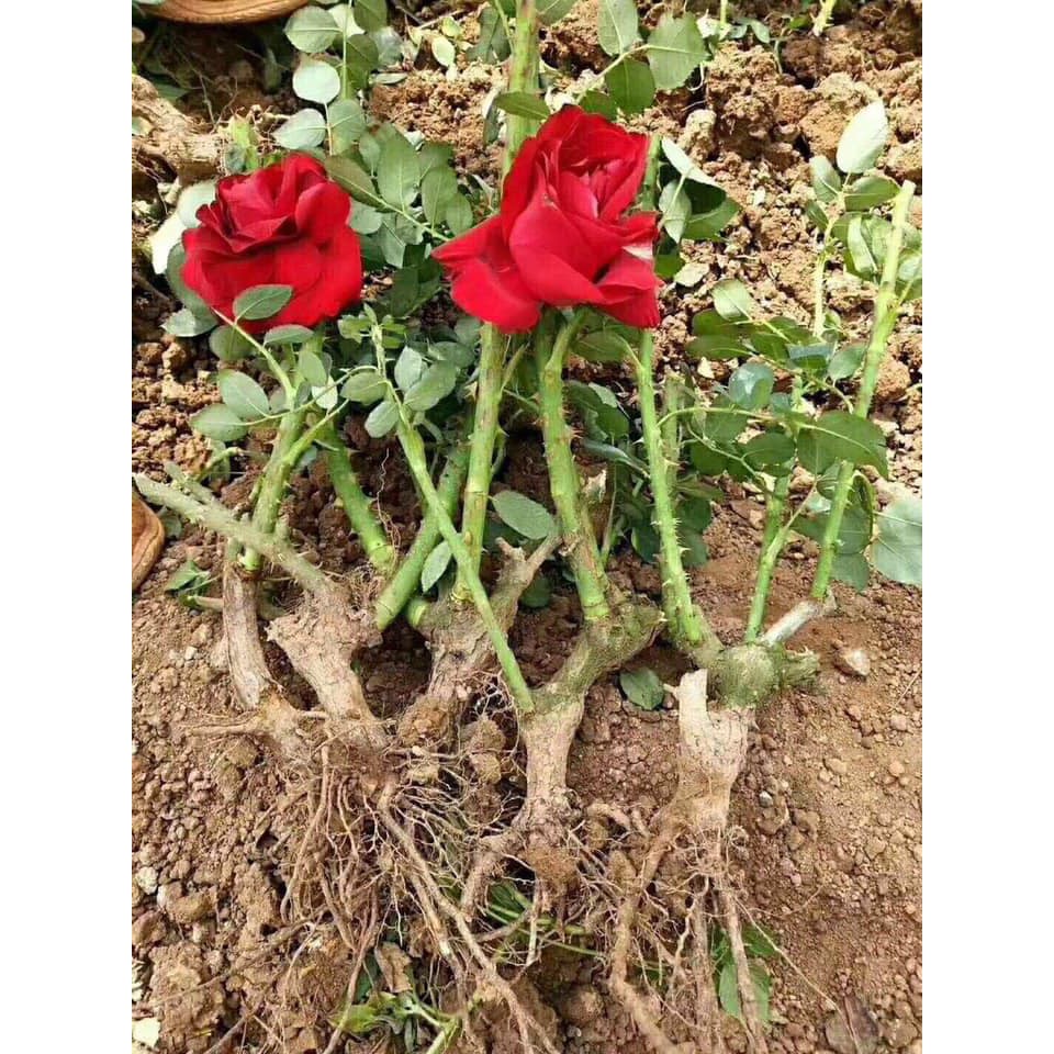 Gốc hoa hồng ngoại