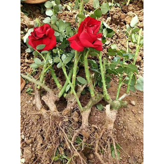 2 Gốc hoa hồng ngoại