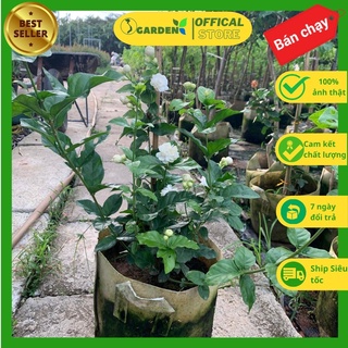Cây hoa nhài ba lá đang hoa nhiều nhánh cao 50-70cm