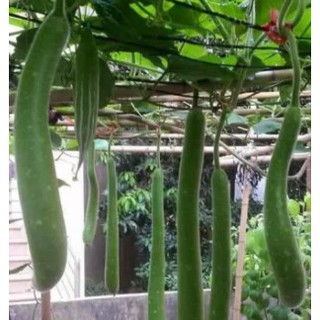 Hạt giống Bầu dài - Gói 1g - Hạt giống Thương hiệu phú nông - giống cây ăn trái, rau, củ, quả, mầm hạt cái loại