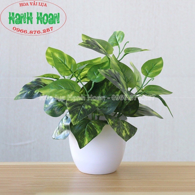 Cây lá điểm nhỏ trang trí tiểu cảnh , tường cỏ các loại- Cây lá giả