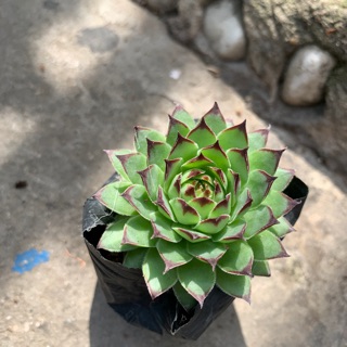 SEN ĐÁ PHẬT BÀ 🌵FREESHIP 🔥 ĐÃ THUẦN XỨ NÓNG 🌟SIU CUTE CHUẨN SIZE BẦU 🌟