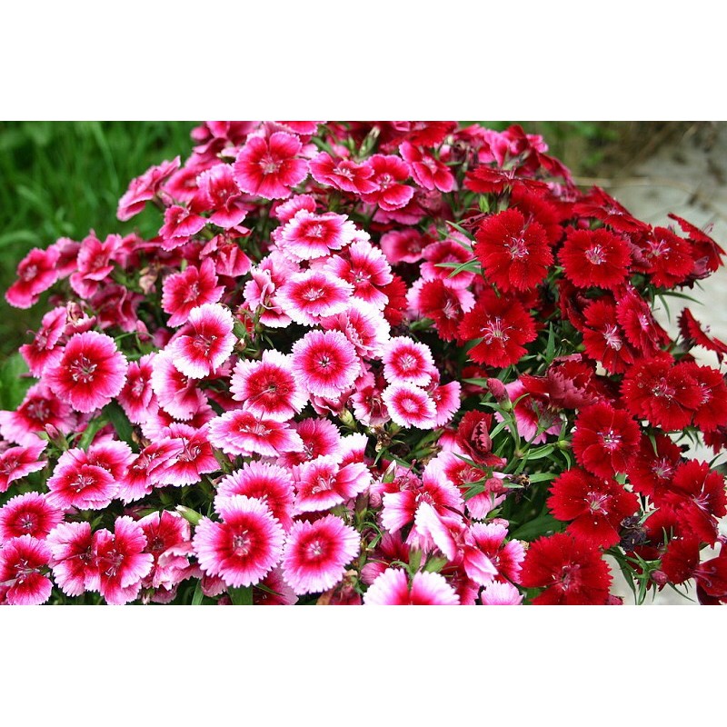 Hạt giống hoa Cẩm Chướng kép nhiều màu hiệu Rạng Đông cao cấp