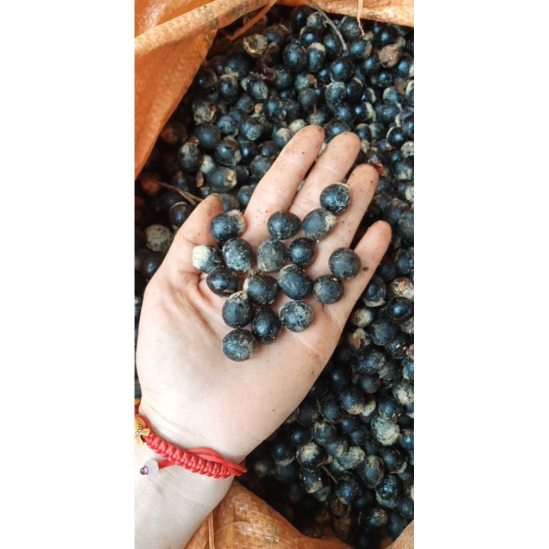 100 hạt giống 🌱bồ hòn