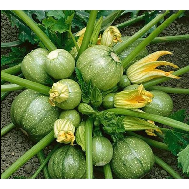 2Gram Hạt Giống Bí Ngồi Tròn Hàn Quốc