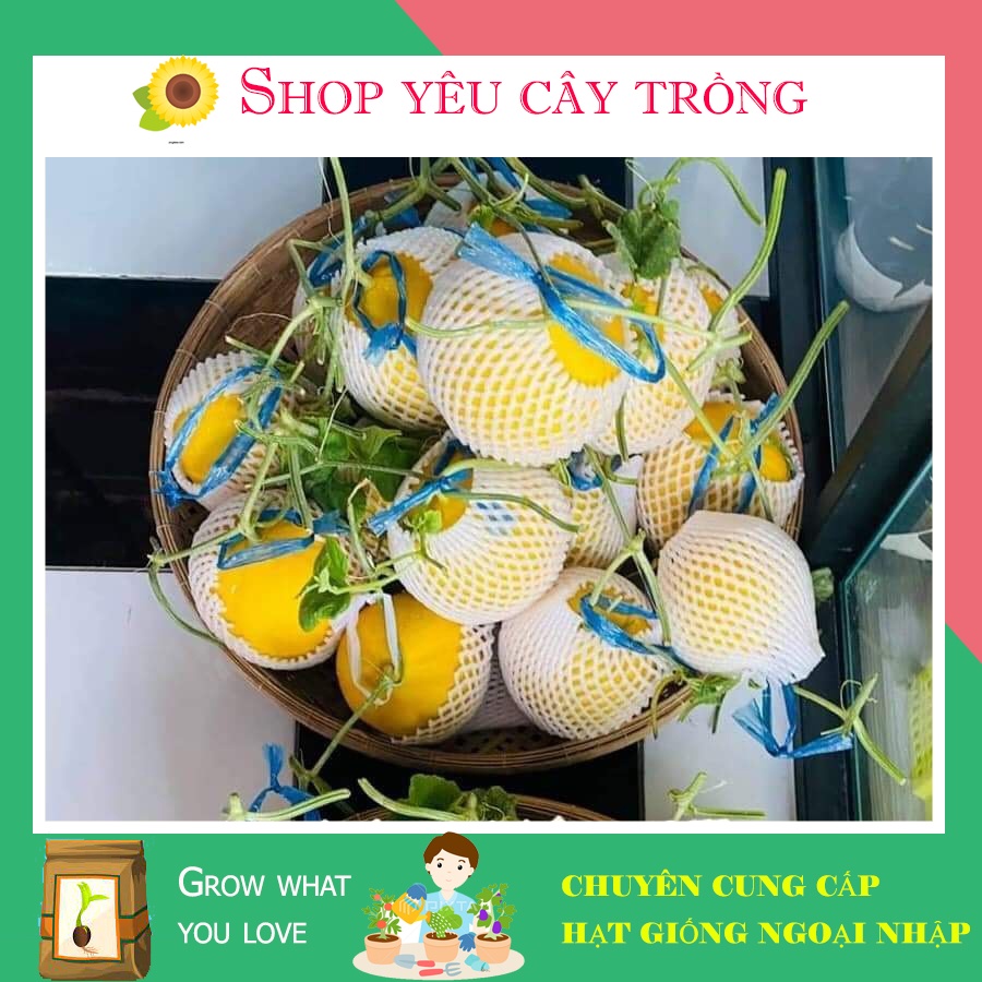 Gói 10 Hạt Giống Dưa Lê Kim Hân 17 Giòn Ngọt Dễ Chăm Sóc