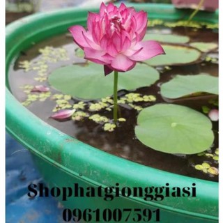 C HTT5 (Đã Cắt Đầu) Sen Mini Full Màu