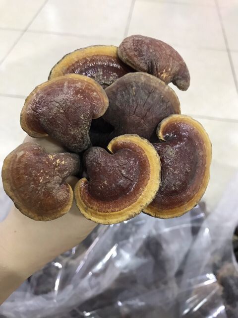 Nấm lim xanh rừng tự nhiên Sapa. Gói 1kg