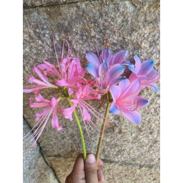 Củ Hoa Bỉ Ngạn 5 màu
