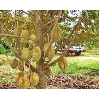 Cây giống sầu riêng lùn
