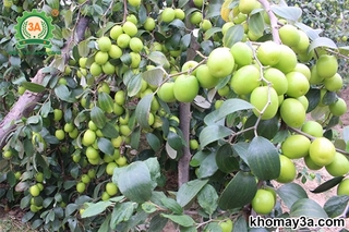 CÂY GIỐNG TÁO THÁI LAN SIÊU TRÁI