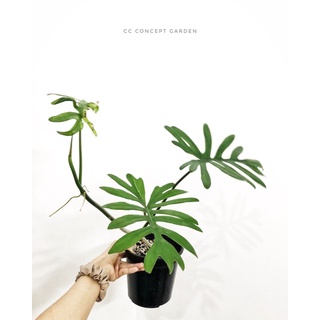 Trầu bà | Philodendron Mayoi