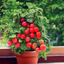 HẠT GIỐNG CÀ CHUA CHERRY LÙN ĐỎ GÓI 30 HẠT