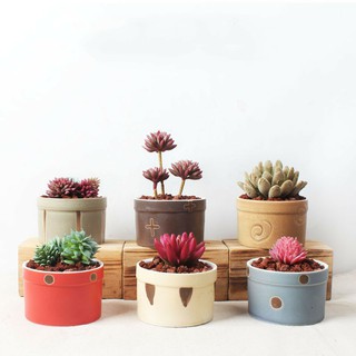Chậu gốm sứ mini trồng cây cảnh nhỏ