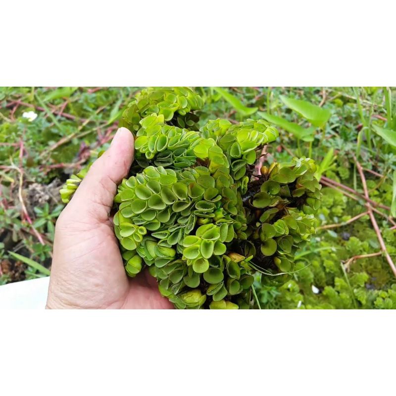 Bèo tai chuột lọc nước siêu trong cho bể thủy sinh
