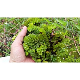 Bèo tai chuột lọc nước siêu trong cho bể thủy sinh