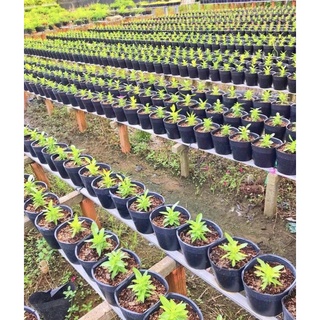 [50 Cái] Chậu Nhựa Đen C9A (21x17)