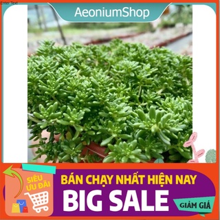 Sen Đá Sedum Xanh Size Trung, Xuất Xứ Đà Lạt, Lỗi 1 Đổi 1 💪 💪