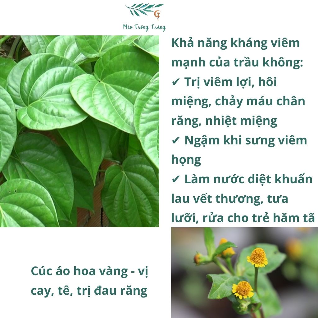 Nước súc miệng trầu không Vườn Trầu Vietherb