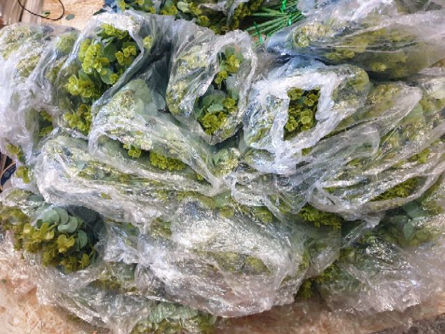 Lá táo mimosa hàng đẹp tươi xanh