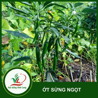 Hạt giống  Ớt sừng ngọt (hạt tự thu) - 15 hạt