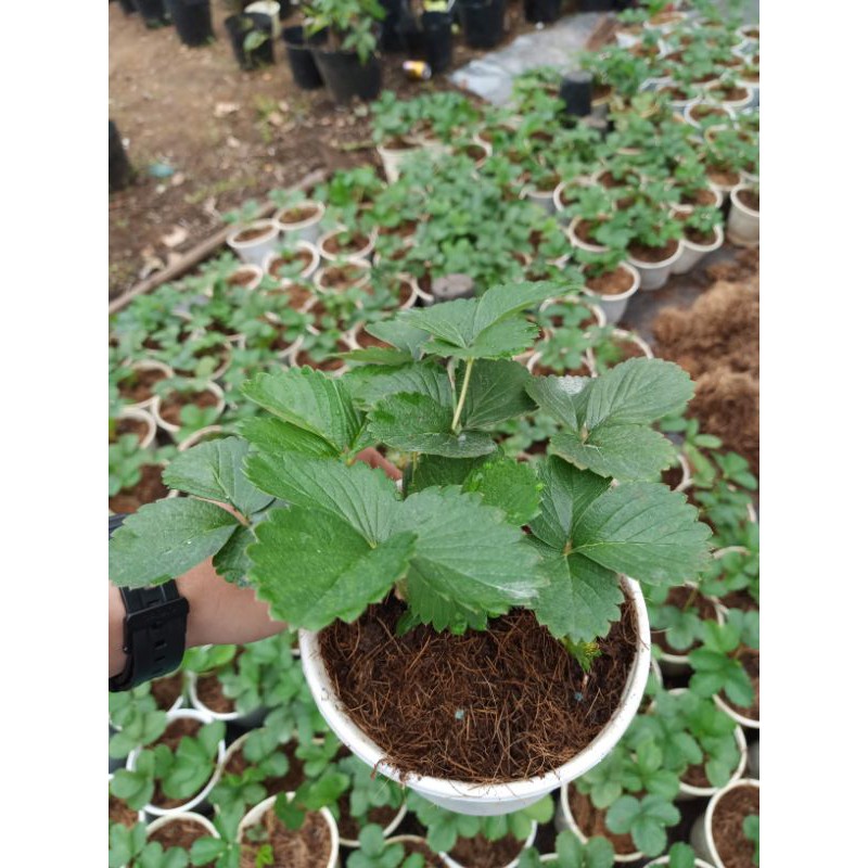 Cây Dâu Tây chịu nhiệt - chậu lớn