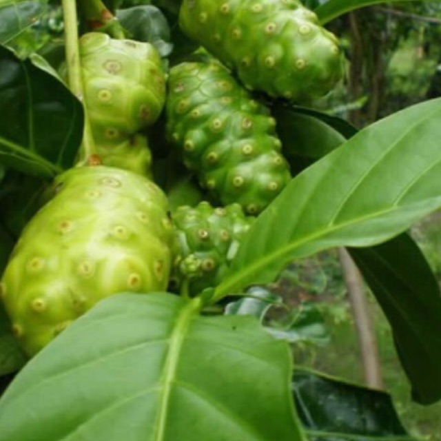 Trái nhàu tươi hữu cơ 1kg=35k