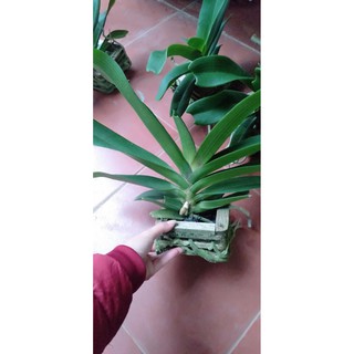 Hoa Phong Lan Nghinh Xuân Đỏ Cây To+ 700g phân thỏ hữu cơ