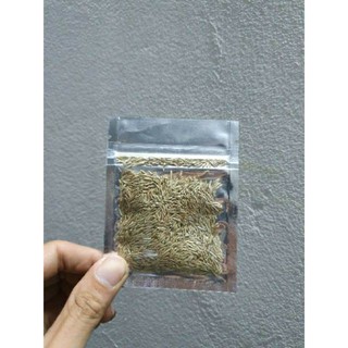 Hạt mầm thủy sinh[Rẻ Vô Địch]