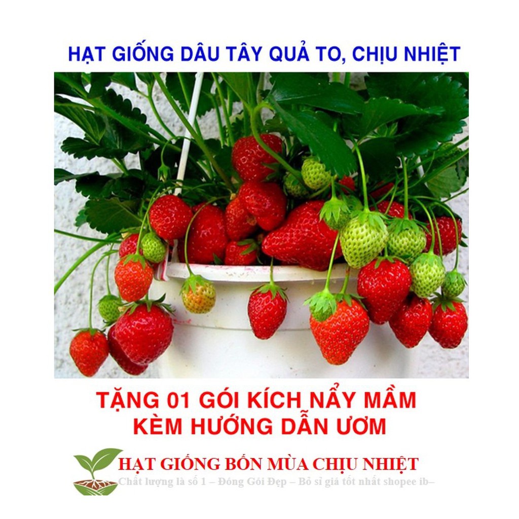 Gói 50 Hạt giống Dâu tây Đỏ QUẢ SIÊU TO và NĂNG SUẤT QUẢ SIÊU TO và CHỊU NHIỆT F1