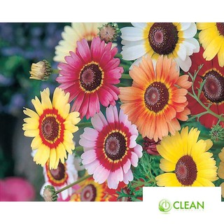 Hạt giống  hoa cúc chi mix 50 hạt