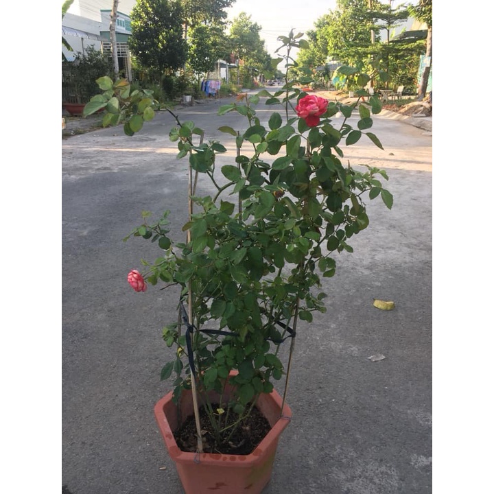 Hoa hồng ngoại leo Docteurs Massad rose màu đỏ Ruby- vườn hoa melinhrose