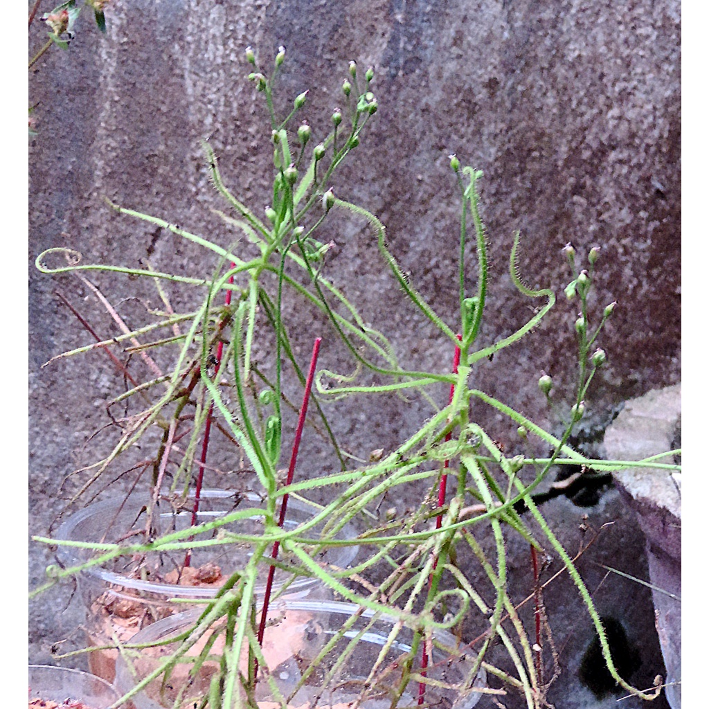 Hạt cây bắt mồi, cây gọng vó, Drosera Indica Green, 200 hạt