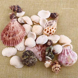 100g vỏ sò trang trí hồ cá độc đáo