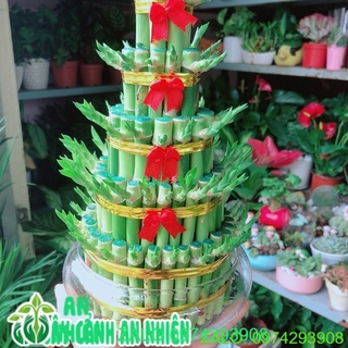 Chậu trúc phát tài 5 tầng