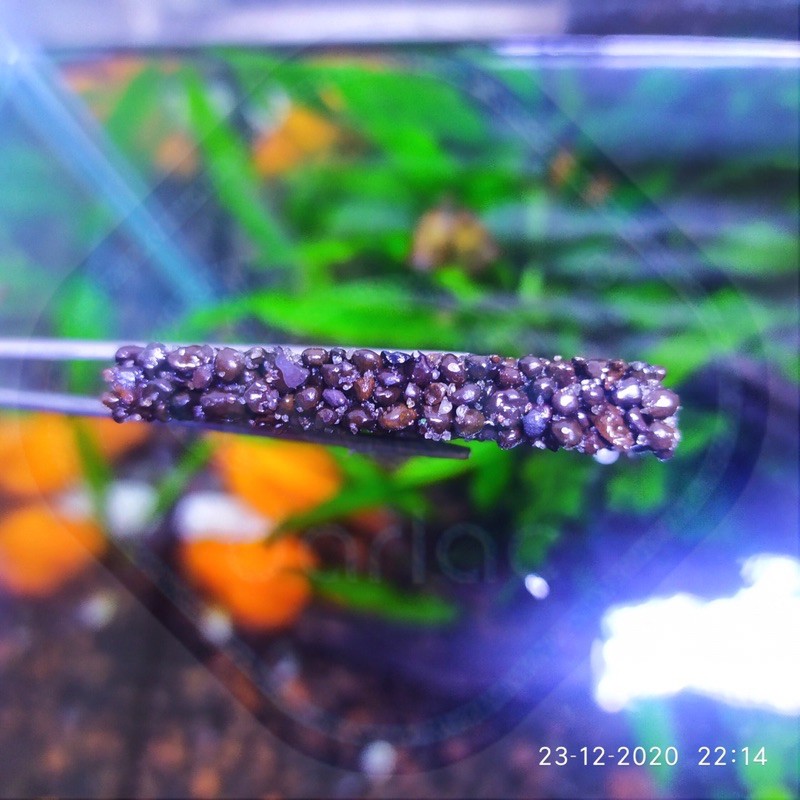 - trồng Bucep, Ráy - Giá thể trồng cây thủy sinh Darlac's Aquaria