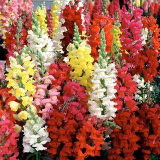 Hạt giống hoa mõm sói Mix