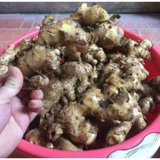 1 Ký gừng gió rừng tươi