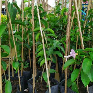 Cây lan tỏi cây nhỏ