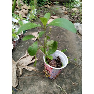 3 cây nổ con