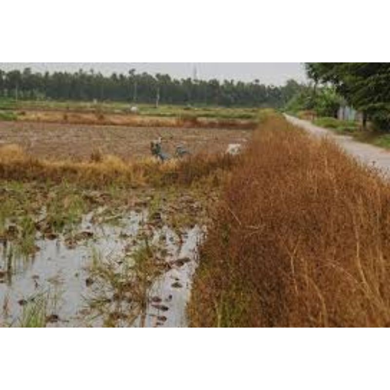 Thuốc Cỏ cháy Đa Năng cỏ nào cũng sạch chai To 900ml