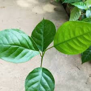 Cây Húng Vịt