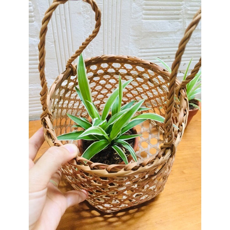 Giỏ lủng, giỏ mây tre trang trí, cắm hoa