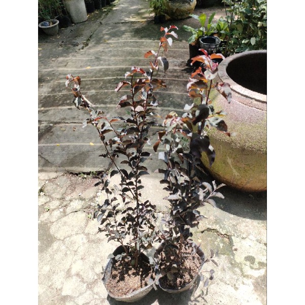Cây hoa tường vi đỏ huyết long