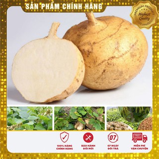 Hạt giống củ đậu gói 20gr