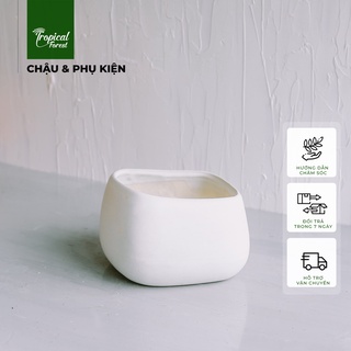 Chậu gốm asa để bàn TROPICAL FOREST