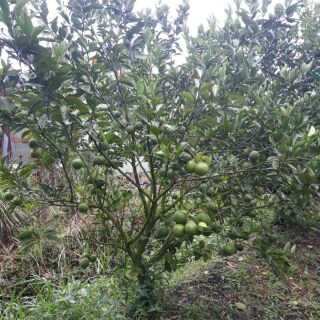 Phân bón vi lượng - Áo giáp kẽm Canxi