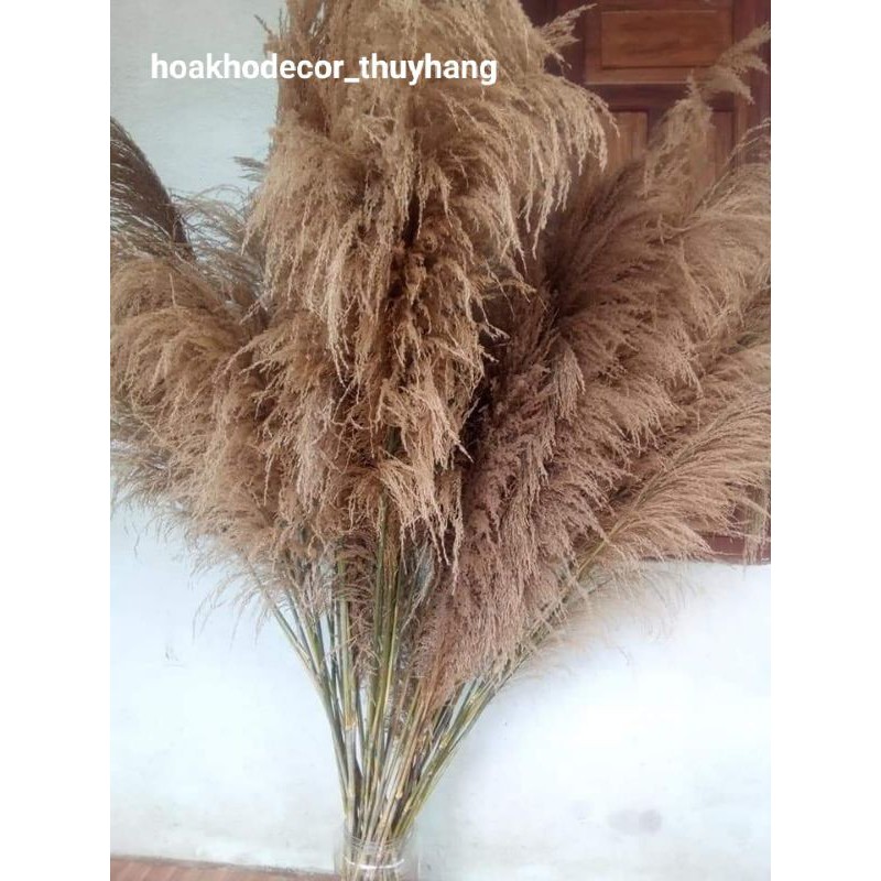 Bông Lau Sậy (Bông Sậy) Loại 1Bao Bền Đẹp, Đã Xử Lý Chống Rụng. Trang Trí Decor Siêu Xinh