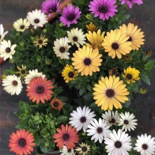 Chậu cây hoa cúc Châu Phi - giao màu ngẫu nhiên không lựa màu