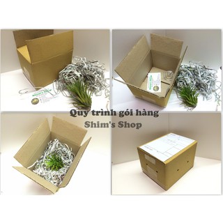 Cây Không Khí Streptophylla